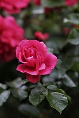pink rose in garden