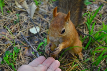 squirrel eating nut
