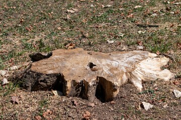 Close-up of a flat-cut stump prepared for uprooting