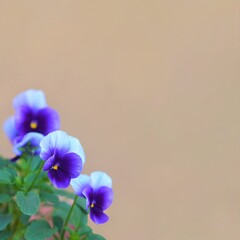  Blue viola tricolor flowers on background with copy space