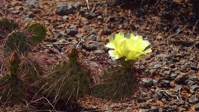 Flowering cactus plants, Yellow flowers of Opuntia sp. (polyacantha) in Canyonlands National Park, Utha