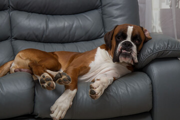 Puppy dog breed German boxer.