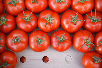 Red tomatoes harvest close up