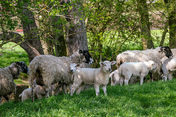Lambs and sheep in a field