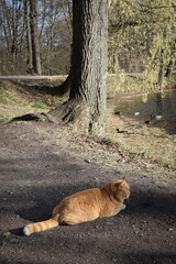 red cat in the park