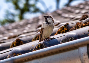 Sparrow sitting on a roof