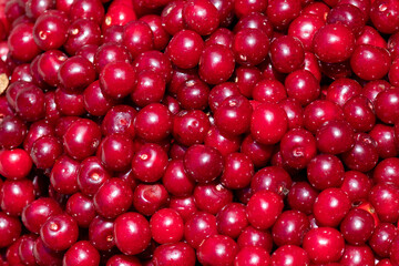 Many fresh cherry berries with water drops, close-up. Heap of ripe cherries in the water. Ripe cherry texture background top view.