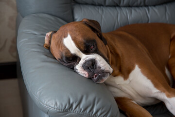 Puppy dog breed German boxer.