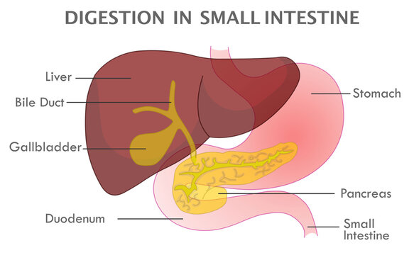 Digestion in small intestine. Accessory organs, digestive  system stages structure. Liver, Pancreas, Gall bladder, Stomach, Duodenum anatomy. Explanations. Transparent medical illustration vector