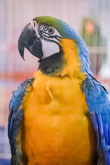 blue and yellow macaw