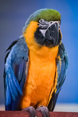 blue and gold macaw