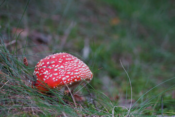 mushroom