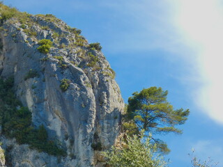 Tree that has grown in the rock on a hill in the Luberon in Provence