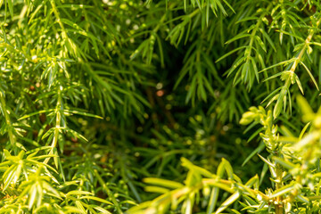 The needles lit by the summer sun, the Tui, Thuja, tree at the edges, the shadow in the center