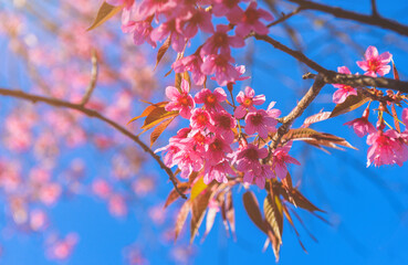 Wild Himalayan Cherry flowers.