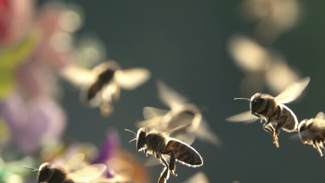 Bees Flying arround flowers. Sunlight. Sunset. Closeup view. slow-motion.