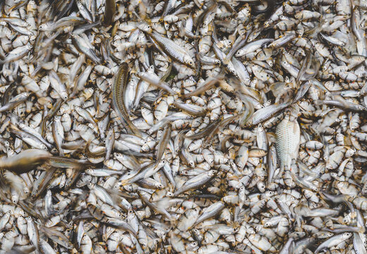 A lot of small river fishes