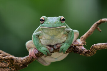 großer grüner Laubfrosch, Litoria infrafrenata, blickt direkt in die Kamera, Hintergrund grün...
