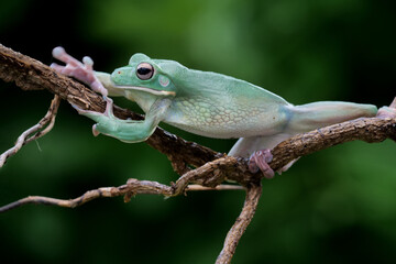 großer grüner Laubfrosch, Litoria infrafrenata, klettert auf einem Ast, Hintergrund grün unscharf