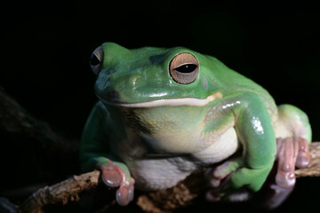 großer grüner Laubfrosch, Litoria infrafrenata, auf einem Zweig in der Nacht, Hintergrund dunkel