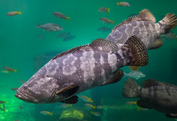 Giant grouper or brown spotted grouper fish.