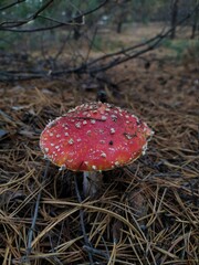 fly agaric mushroom