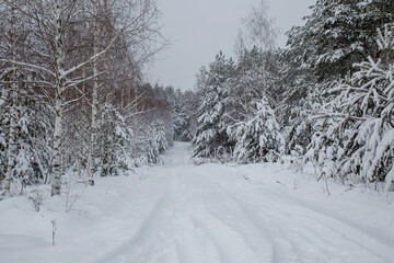 winter road in the forest