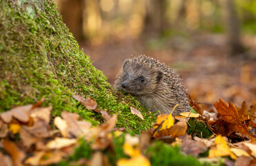 Hedgehog in woodland (Scientific name: Erinaceus Europaeus) wild, free roaming hedgehog, taken from a wildlife woodland hide to monitor health and population of this declining mammal	