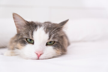 The gray cat sleeps on a white bed. minimalistic interior