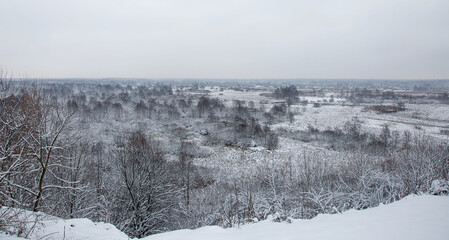 snow covered trees