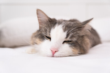 The gray cat sleeps on a white bed. minimalistic interior
