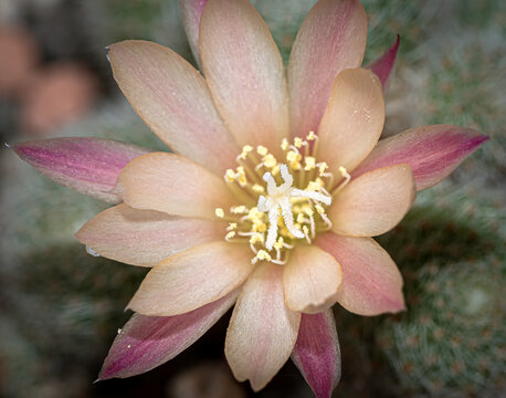 blooming cactus, Aylostera heliosa albiflora sunrise in close up vie
