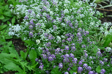 small blue and white flowers grow in the garden bed