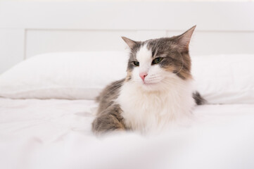 Fototapeta na wymiar The gray cat sleeps on a white bed. minimalistic interior