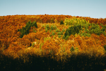 Autumn Forest Background in Slovakia