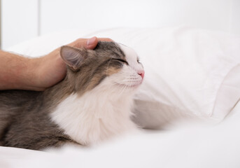 male hand stroking a gray cat on a white bed