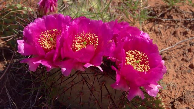 Flowering cactus plants, Pink flowers of Opuntia sp. (polyacantha) in Canyonlands National Park, Utha