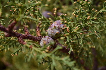 close up of pine needles