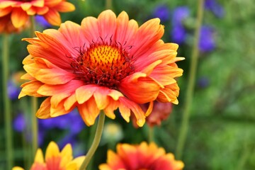 Beautiful of Gaillardia aristata flower with selective focus on green blurred background. Summer flower. Head of gorgeous blooming flowers 