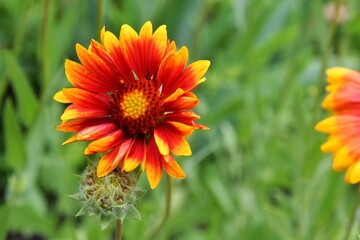 Beautiful of Gaillardia aristata flower with selective focus on green blurred background. Summer flower. Head of gorgeous blooming flowers 