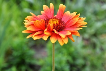Beautiful of Gaillardia aristata flower with selective focus on green blurred background. Summer flower. Head of gorgeous blooming flowers 