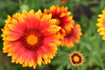 Beautiful of Gaillardia aristata flower with selective focus on green blurred background. Summer flower. Head of gorgeous blooming flowers 