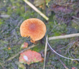 mushroom in the forest