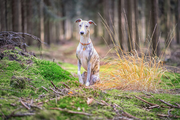 junge hübsche Whippet Hündin im Wald,