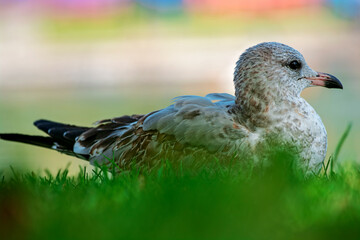 Seagull in grass