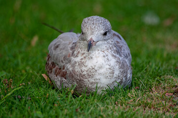 Seagull in grass