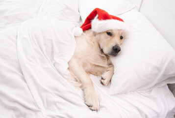 Cute golden retriever funny sleeping in bed in santa claus hat. Christmas dog