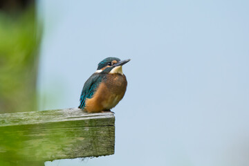 Common kingfisher, Alcedo atthis, perched on a wooden pier among the greenery at the fish pond, Poland