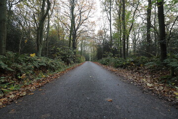 A forest road through an autumnal Dutch forest.