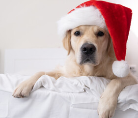 A golden retriever in a santa claus hat lies on the bed. christmas dog